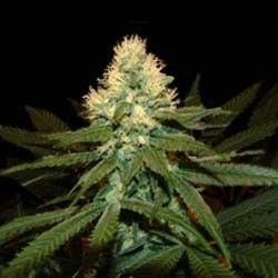 CRITICAL