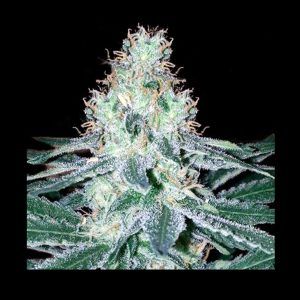 G13