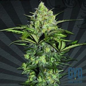 SOUR DIESEL